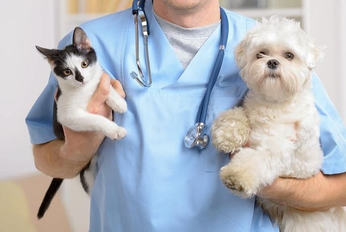 điều kiện hành nghề thú y