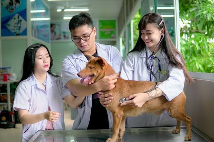 tuyển sinh cao đẳng ngành thú y