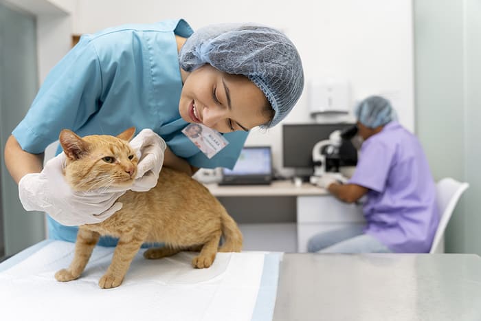 nghề bác sĩ thú y