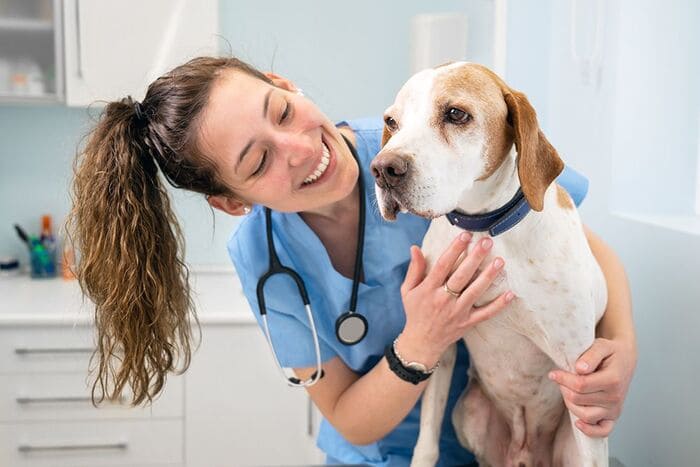 ưu điểm nghề bác sĩ thú y